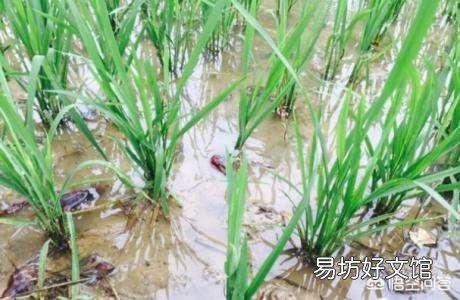 如何降低农药残留对稻田养虾的影响?