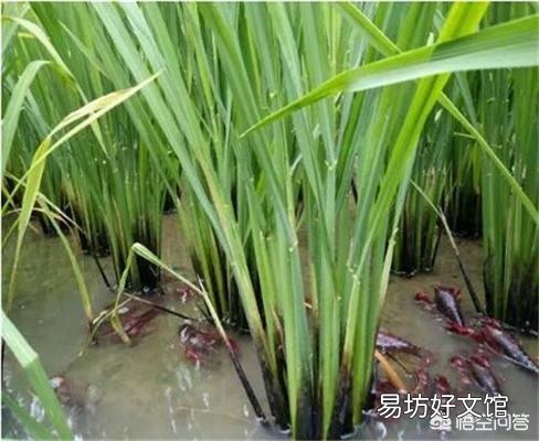 如何降低农药残留对稻田养虾的影响?
