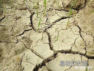 如何降低农药残留对稻田养虾的影响?