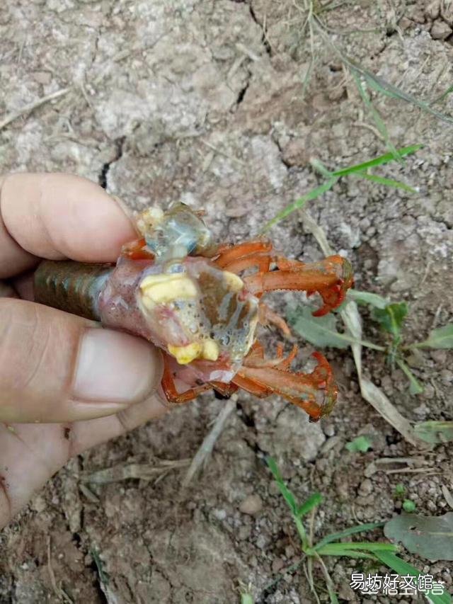龙虾新塘刚进入五月开始死虾，死的都是3.4钱的虾子，发现有烂鳃的，现怎么办？