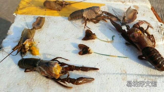 龙虾新塘刚进入五月开始死虾，死的都是3.4钱的虾子，发现有烂鳃的，现怎么办？