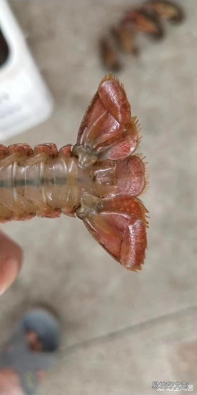龙虾新塘刚进入五月开始死虾，死的都是3.4钱的虾子，发现有烂鳃的，现怎么办？