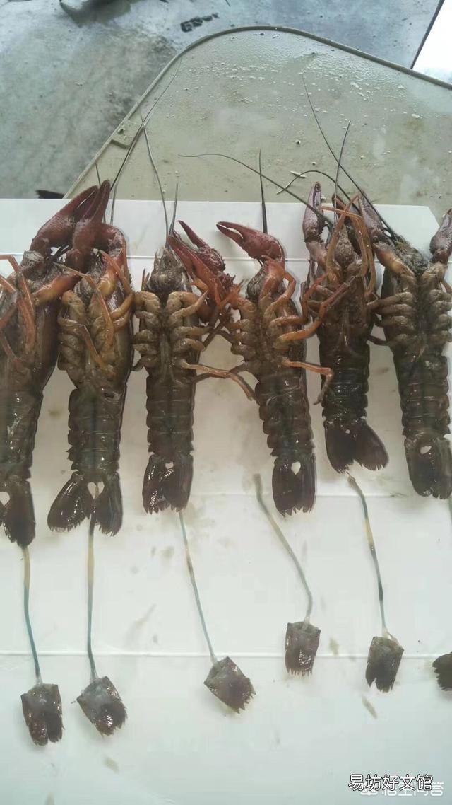 龙虾新塘刚进入五月开始死虾，死的都是3.4钱的虾子，发现有烂鳃的，现怎么办？