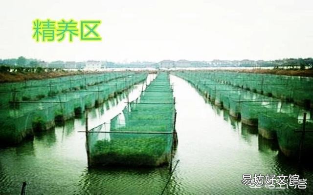 放养小龙虾后可以洒石灰水吗？