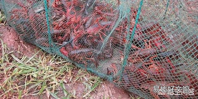放养小龙虾后可以洒石灰水吗？