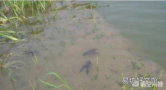 放养小龙虾后可以洒石灰水吗？