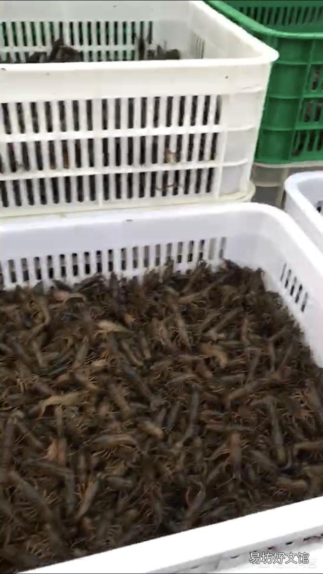 虾苗什么时候放最好?