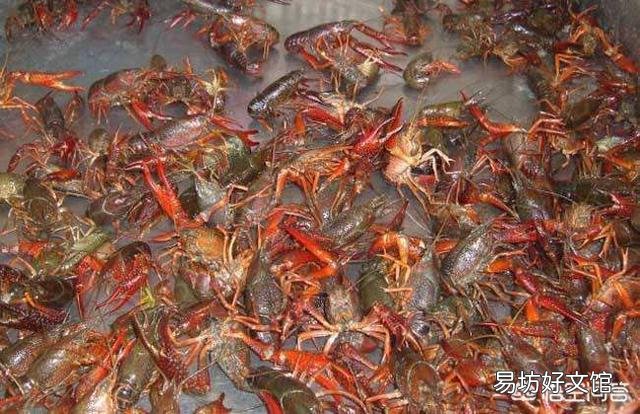 虾苗什么时候放最好?