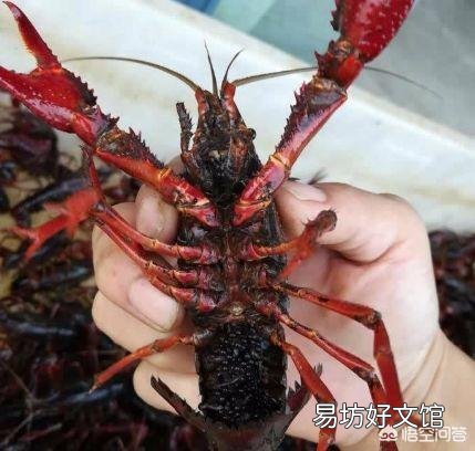 虾苗什么时候放最好?