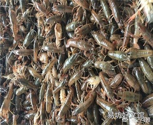 虾苗什么时候放最好?