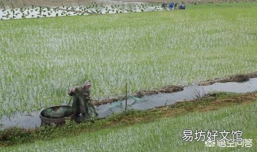 小龙虾长多大开始“逃跑”?
