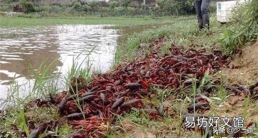 小龙虾长多大开始“逃跑”?