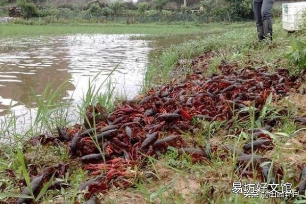 小龙虾长多大开始“逃跑”?