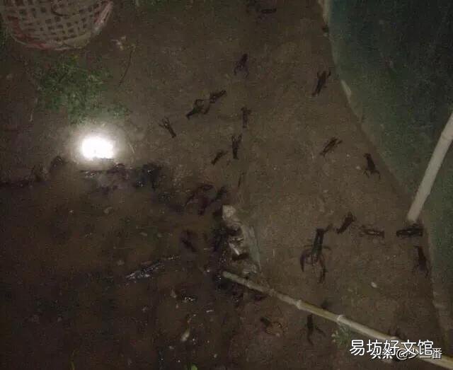 小龙虾长多大开始“逃跑”?