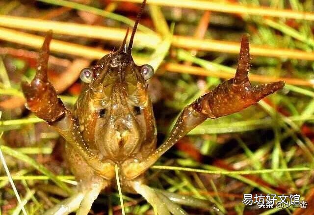 小龙虾长多大开始“逃跑”?