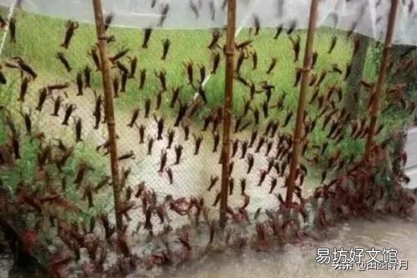 小龙虾长多大开始“逃跑”?