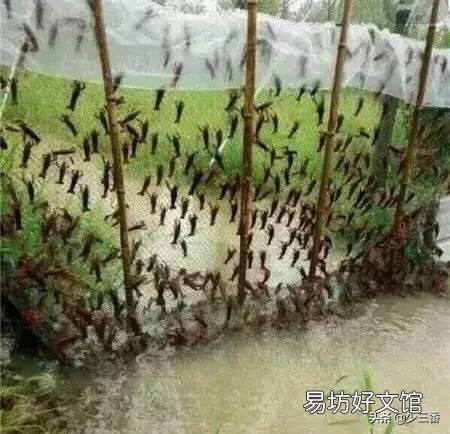小龙虾长多大开始“逃跑”?