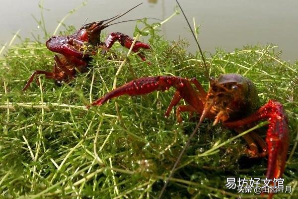 小龙虾长多大开始“逃跑”?