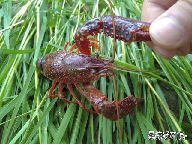 怎么判断池塘中有没有龙虾?