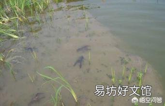 怎么判断池塘中有没有龙虾?