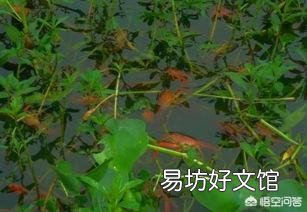 怎么判断池塘中有没有龙虾?