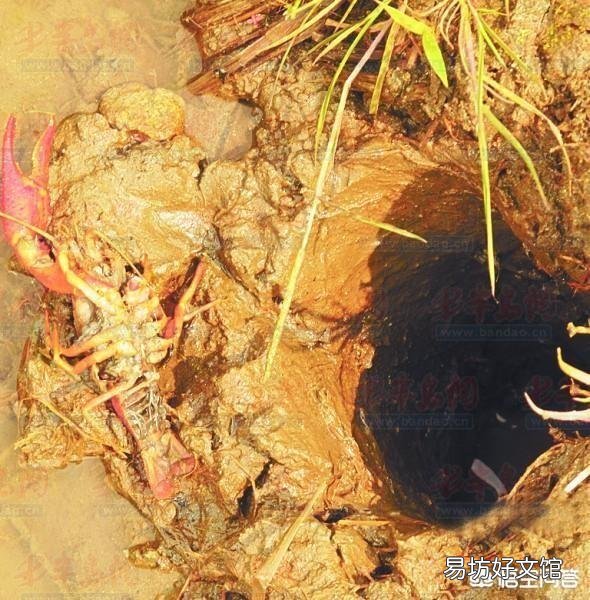 怎么判断池塘中有没有龙虾?