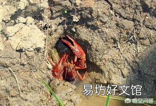 怎么判断池塘中有没有龙虾?
