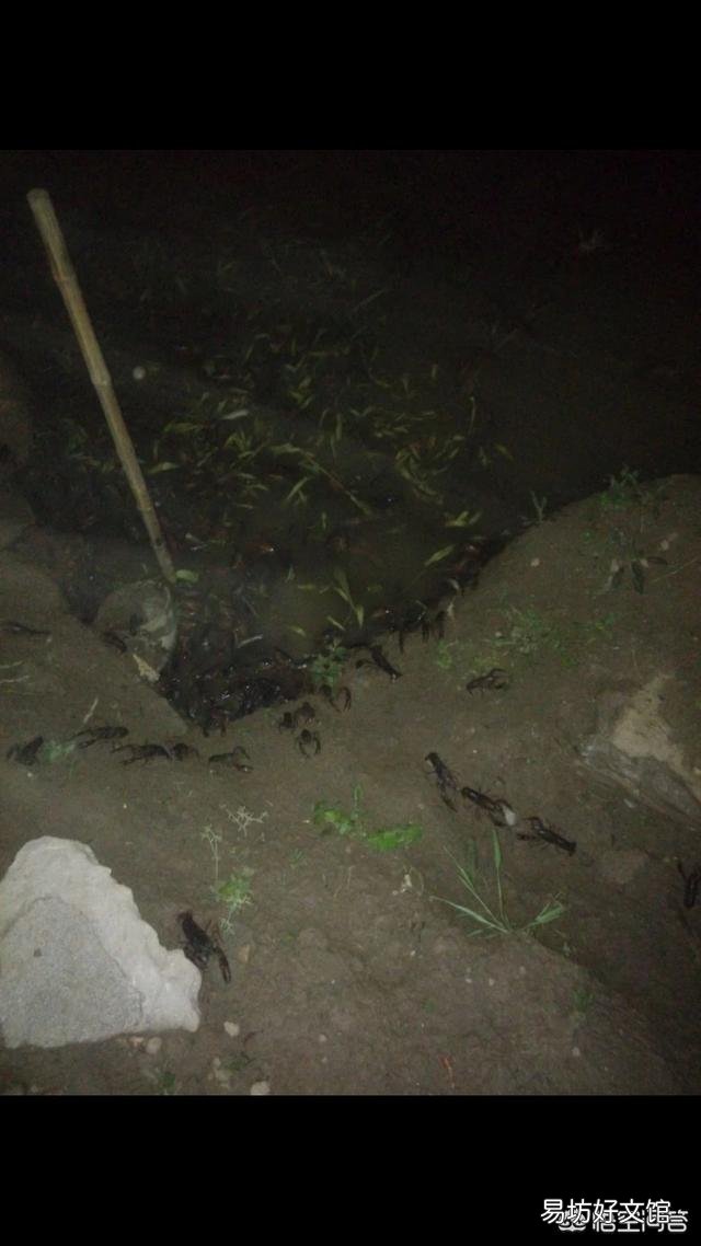 怎么判断池塘中有没有龙虾?