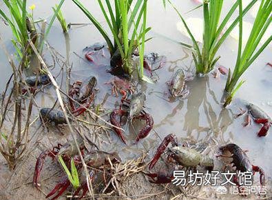 农村大量水稻田改造成鱼塘、虾田合法吗?应该向什么部门反馈?