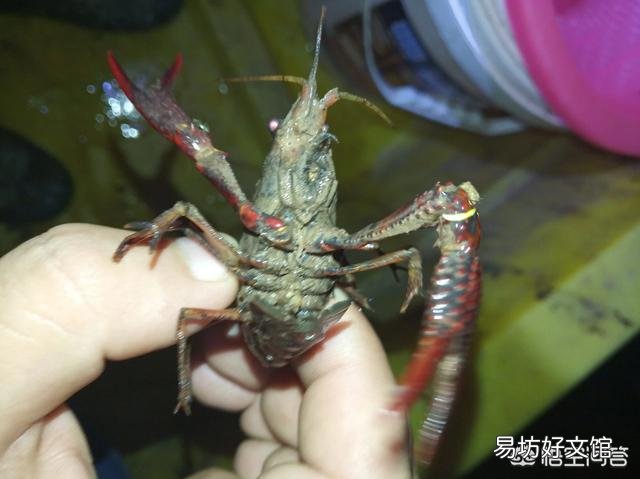 三年龙虾苗能在本池长多大?