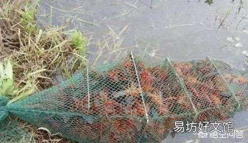 三年龙虾苗能在本池长多大?