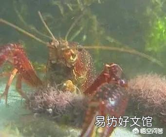 龙虾池投放二季虾,五、六、七月份哪个月更合适?谢谢?