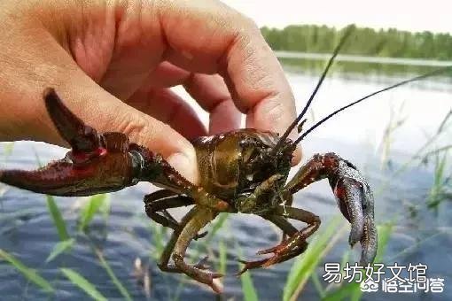 龙虾池投放二季虾,五、六、七月份哪个月更合适?谢谢?