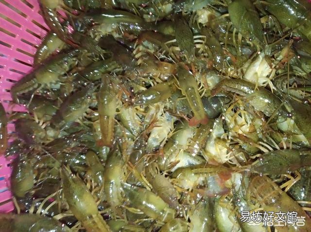 龙虾放苗时如何操作?