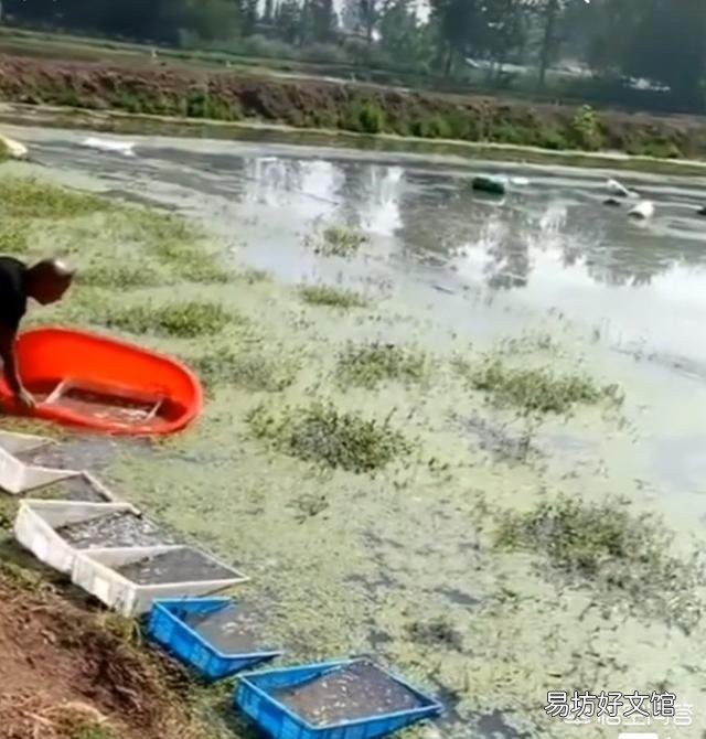 龙虾放苗时如何操作?