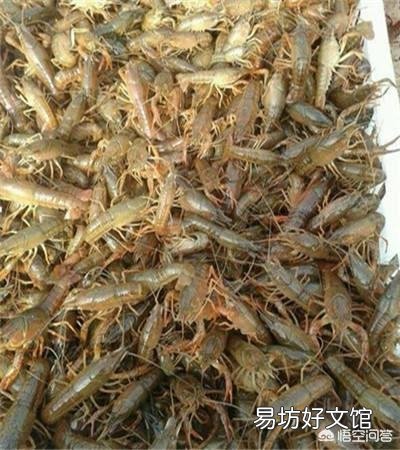 下雨天可以放虾苗吗？有哪些注意事项？