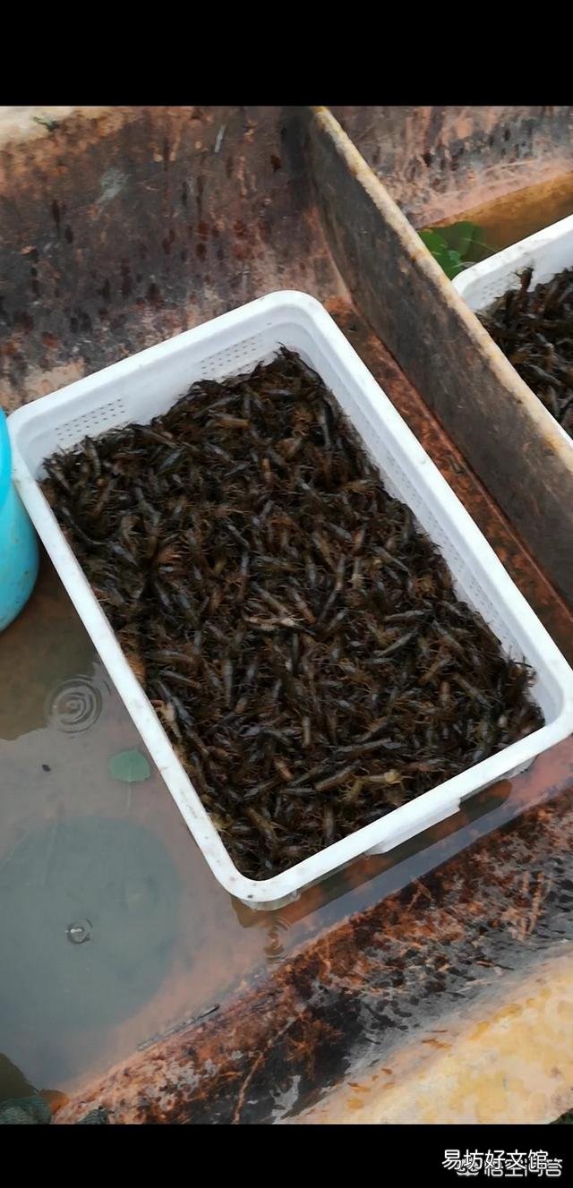 小龙虾种苗每斤30元,散户还能继续养吗?