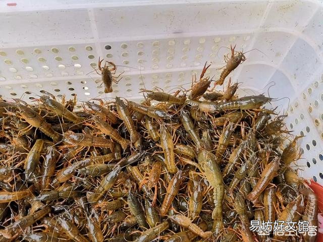 小龙虾种苗每斤30元,散户还能继续养吗?