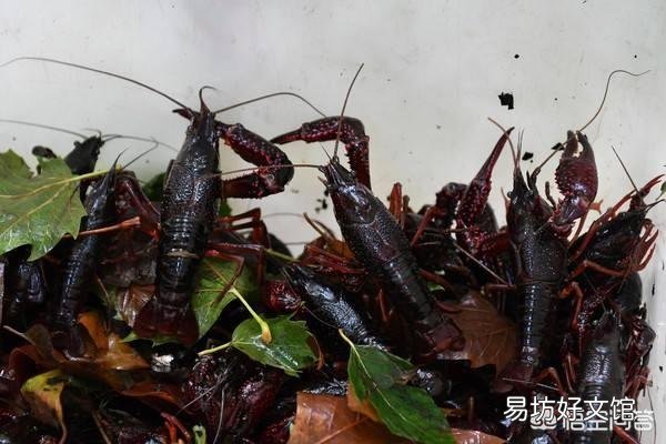 小龙虾不脱壳怎么办?