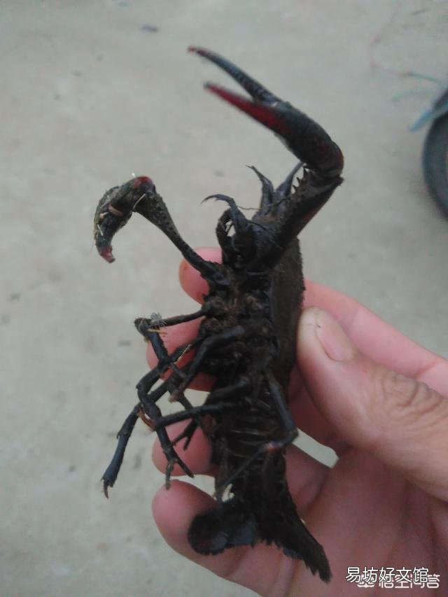 小龙虾不脱壳怎么办?