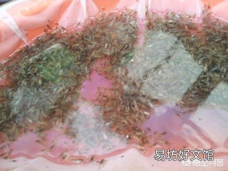 养殖龙虾什么时候下塘比较合适?