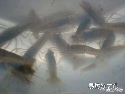 养殖龙虾什么时候下塘比较合适?