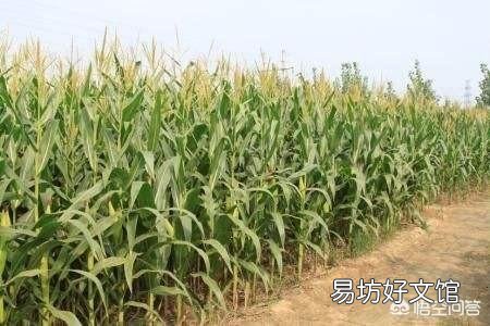 旱地种什么庄稼有收获?