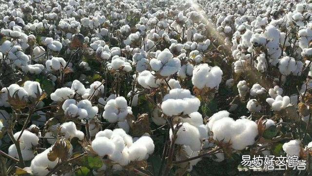 旱地种什么庄稼有收获?