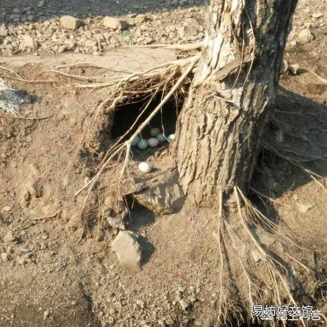 土鸡蛋为什么那么受欢迎?我们能买到真正的土鸡蛋吗?