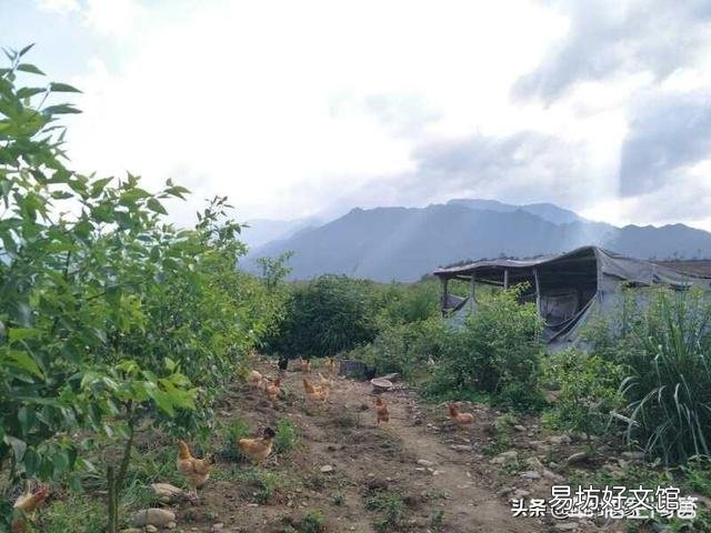 土鸡蛋为什么那么受欢迎?我们能买到真正的土鸡蛋吗?