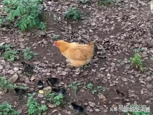 土鸡蛋为什么那么受欢迎?我们能买到真正的土鸡蛋吗?