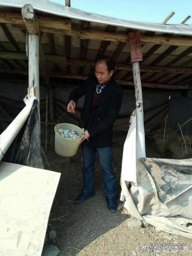 土鸡蛋为什么那么受欢迎?我们能买到真正的土鸡蛋吗?