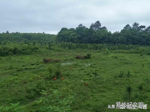 土鸡蛋为什么那么受欢迎?我们能买到真正的土鸡蛋吗?