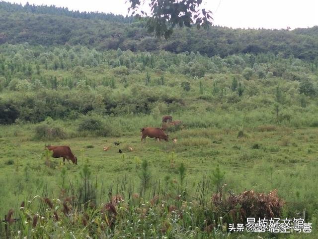 土鸡蛋为什么那么受欢迎?我们能买到真正的土鸡蛋吗?